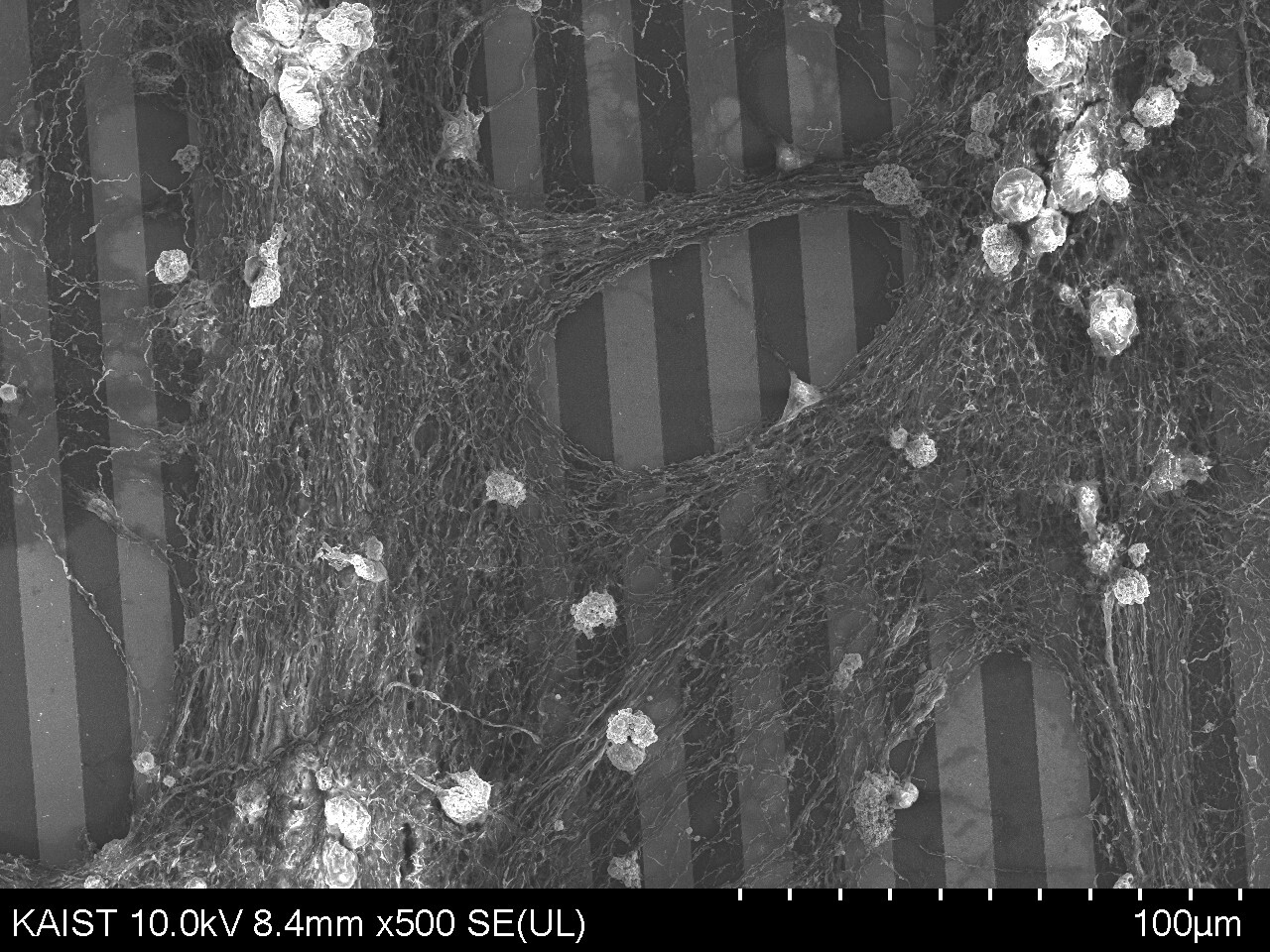 Chang Lab research image 2